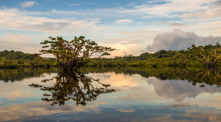 Laguna Grande is a lake on Cuyabeno river. Symmetrical design thanks to reflections in the water. Amazing views, trees in the water, small islands and dense rain forest in the background.