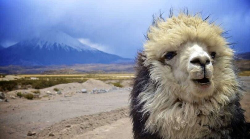 Lama con sullo sfondo il vulcano Parinacota-Tour Cile 8 giorni parco nazionale Lauca, Arica, Iquique, Atacama