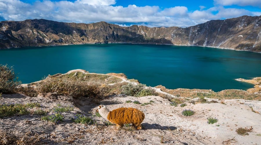 Llama near Quilotoa crater lake, Ecuador