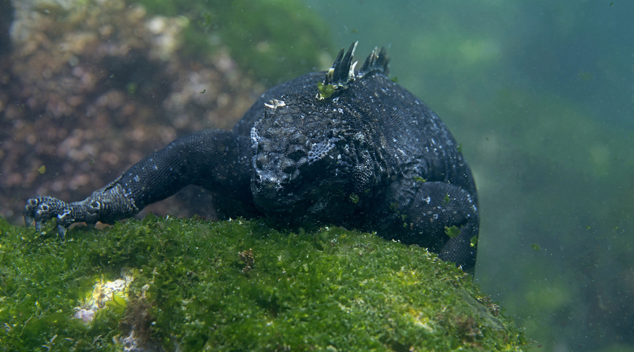 Marine Iguana feeding on seaweed in Galapagos, the Pinnacle of Diving