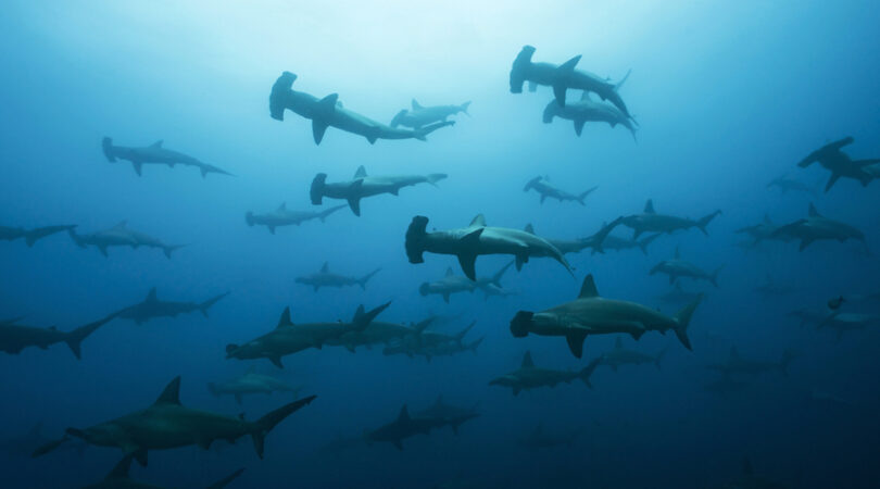 Massive-School-of-Hammerheads-in-Galapagos-the-Pinnacle-of-Diving