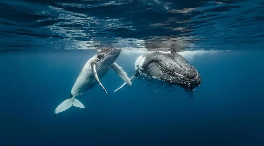 Balene al Parco Ballena-Costa Roca Pacchetto viaggio famiglie 14 giorni