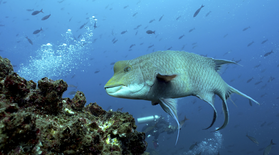 Mexican Hogfish in Galapagos, the Pinnacle of Diving