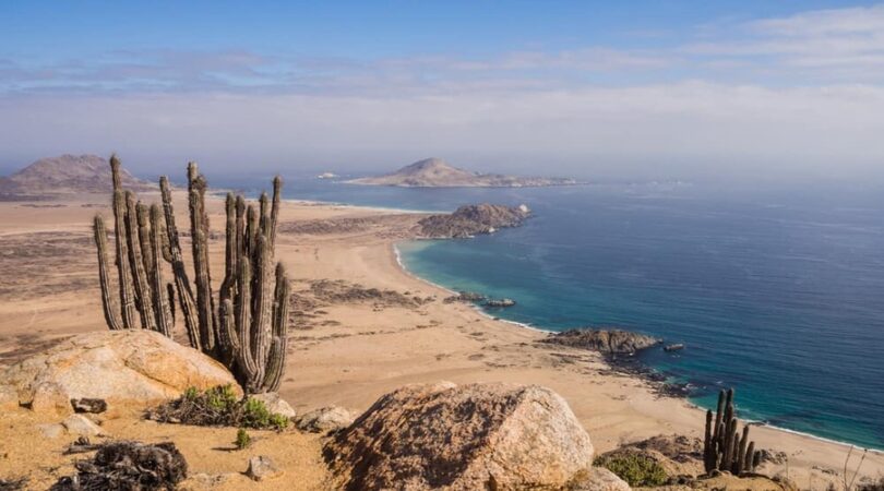 Pan-da-azucar_cactus-con-panorama