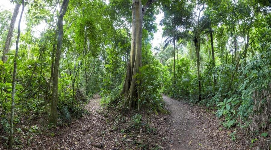 Sentiero nella foresta amazzonica