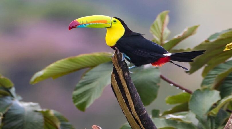 Tucano in Costa Rica