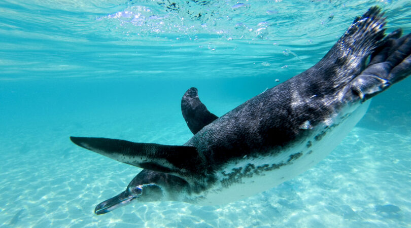 Pinguino alle Galapagos