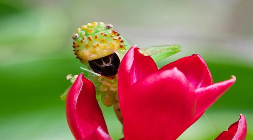 Fiore tropicale in Costa Rica