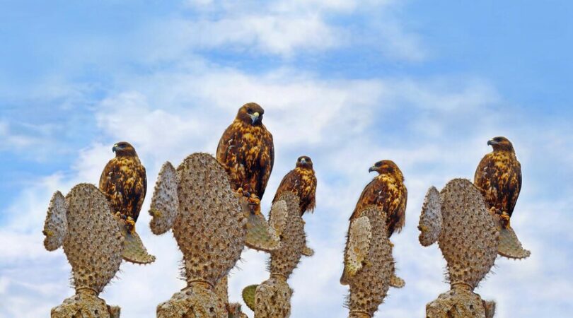 Gruppo di poiane delle Galapagos