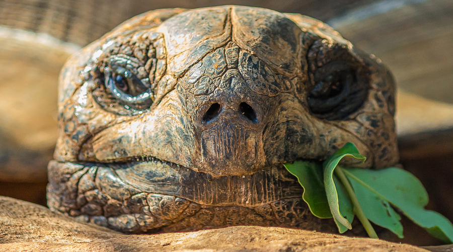 Portrait-of-a-large-elephant-tortoise-Chelonoidis-elephantopus-eats-a-branch-with-leaves