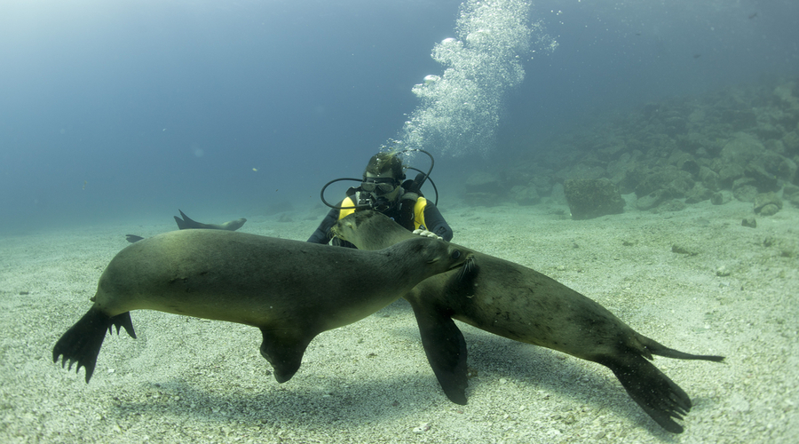 Puppy sea lion seal coming to you to have fun and play