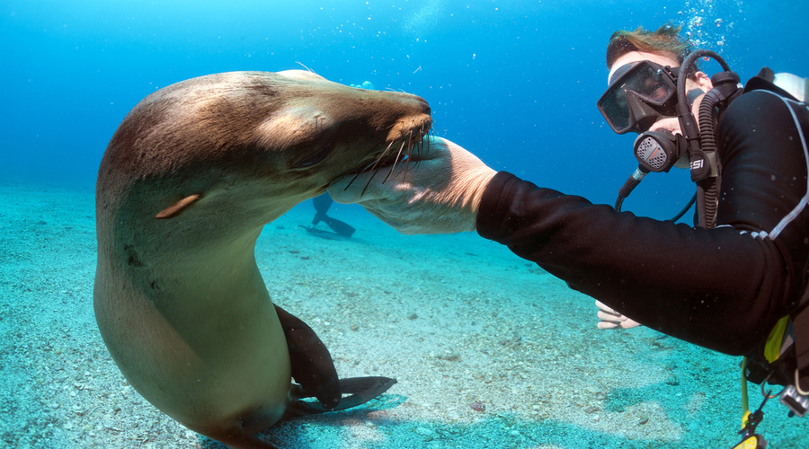 Puppy sea lion seal coming to you to have fun and play