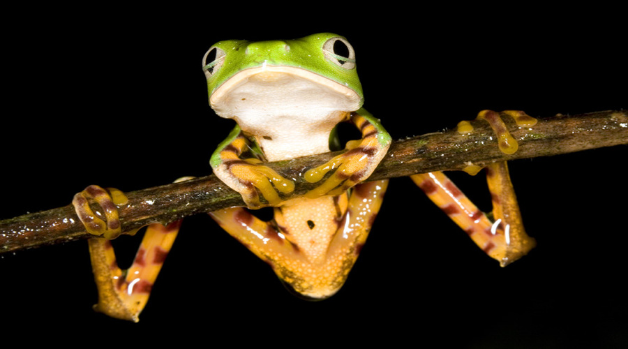 Barred Monkey Frog (Phyllomedusa tomopterna)