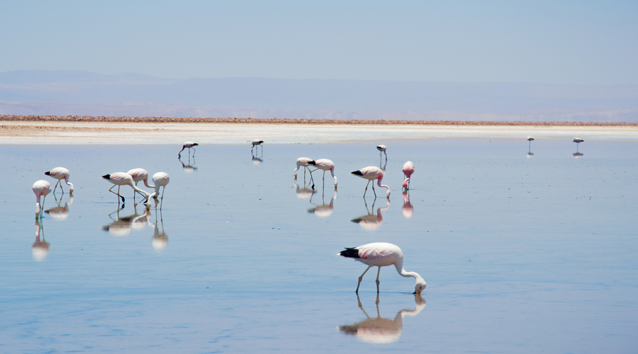 Reserva nacional los Flamencos, deserto di Atacama