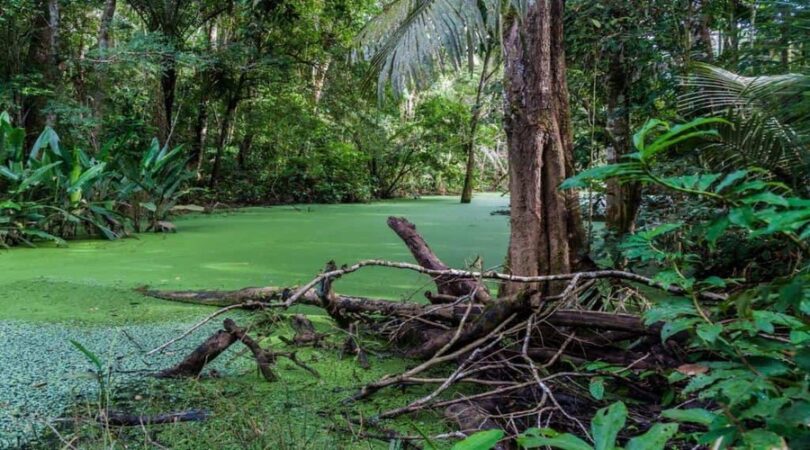 Zona umida nel Parco Madidi