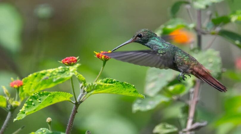 Colibrì in Costa Rica