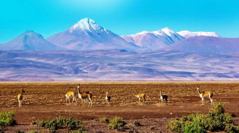 Panorama con vigogne, tour Sur Lipez, Bolivia