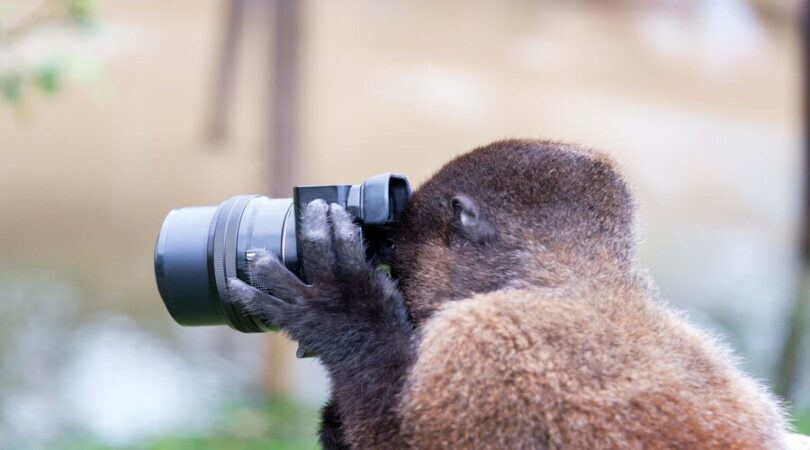 Woolly monkey using a camera in the Amazon