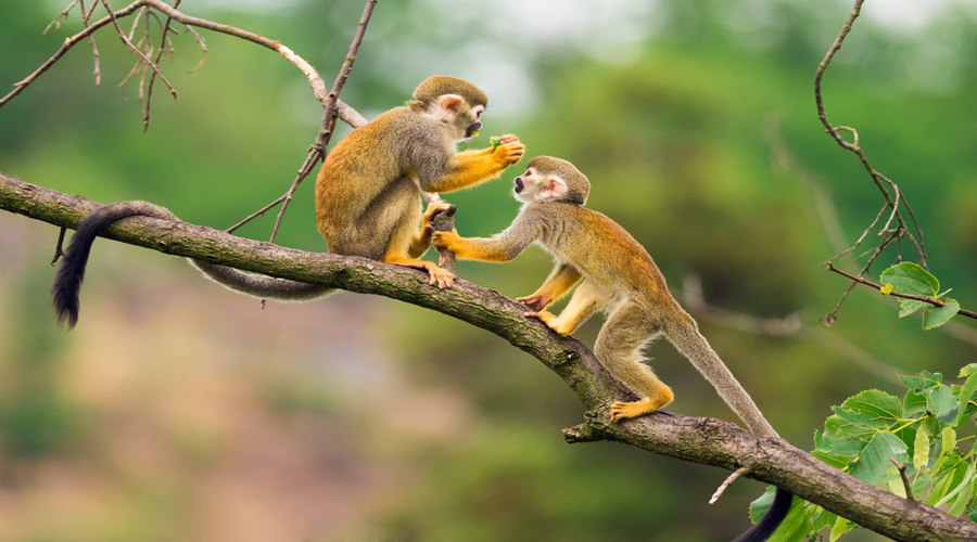 Two common squirrel monkeys (Saimiri sciureus) playing on a tree branch