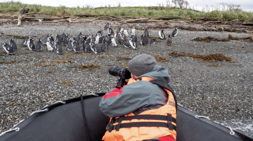 Fotografo con pinguini