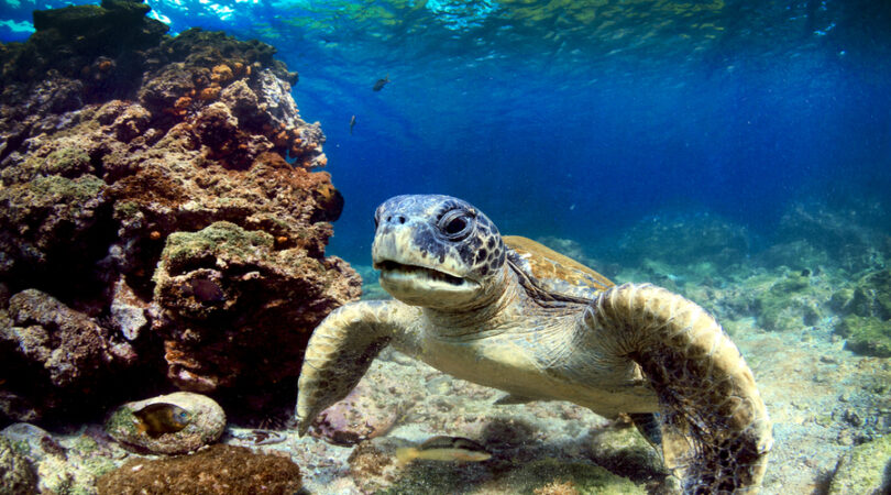 Sea turtle resting amongst volcanic rocks underwater in the Galapagos Islands