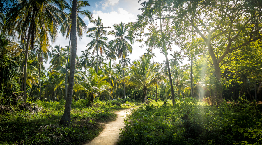 Sentiero-in-una-foresta-di-palme-Parco-Nazionale-Naturale-di-Tayrona