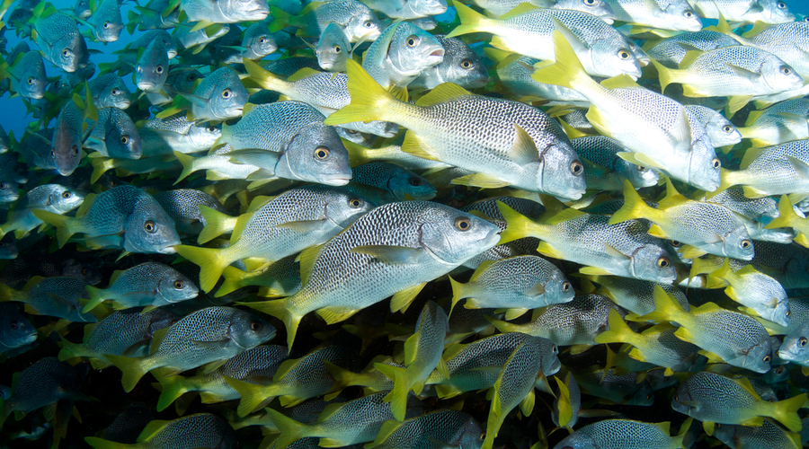 Shoal of Schoolmasters, Galapagos