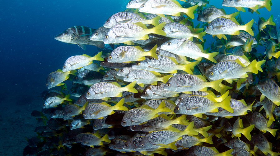 Shoal of Schoolmasters, Galapagos