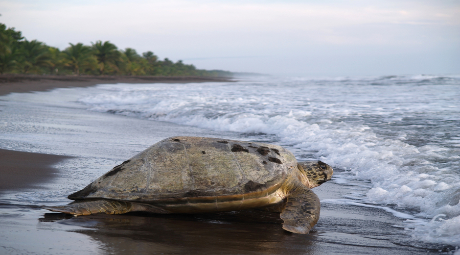 Tartaruga marina al Parco nazionale Tortuguero