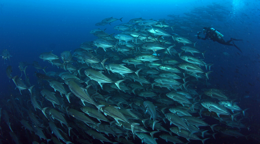 Trevally baitball in Darwin and Wolf in Galapagos Ecuador with a diver