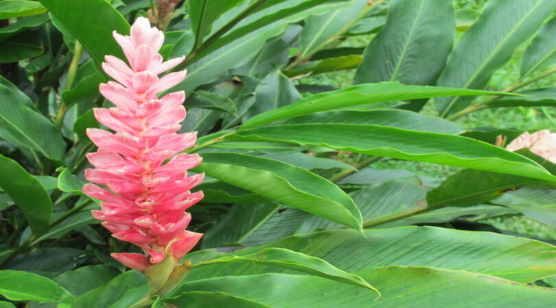 Tropical-flora.-Closeup-of-pink-flower-red-ginger-or-Alpinia-purpurata-with-green-leaves-at-background