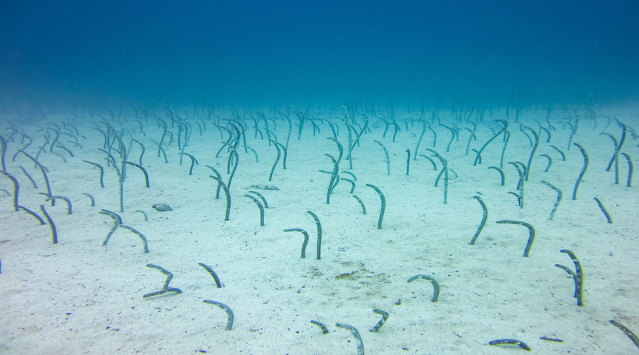 Underwater garden eels sticking their heads out of sand galapagos islands 