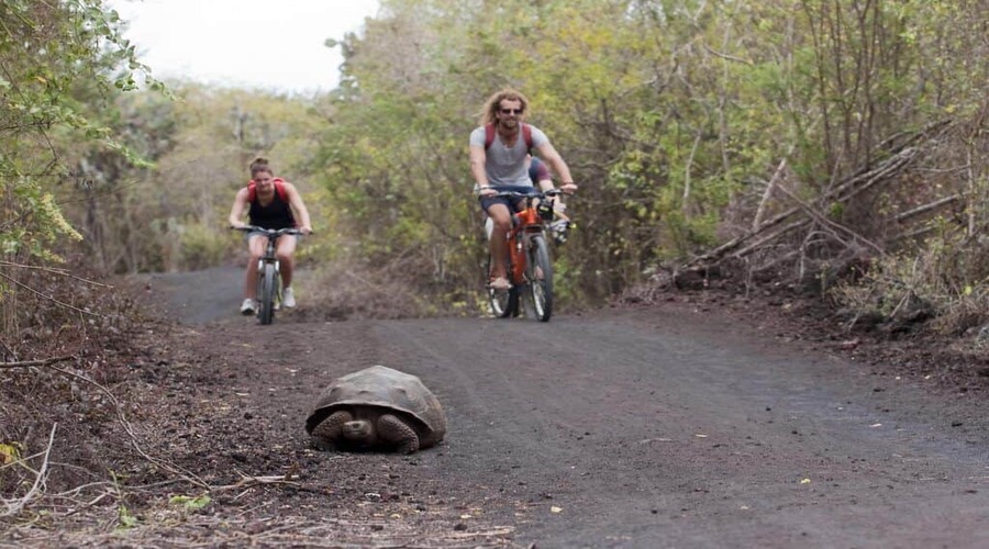 Viaggio-alle-Galapagos-3-isole-in-6-giorni_Tartaruga-on-the-road