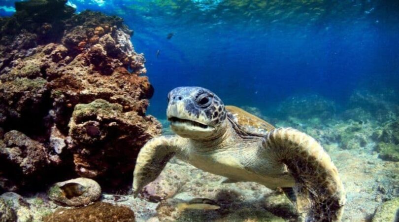 Tour di Santa Cruz e Isabela alle isole Galapagos-tartaruga marina