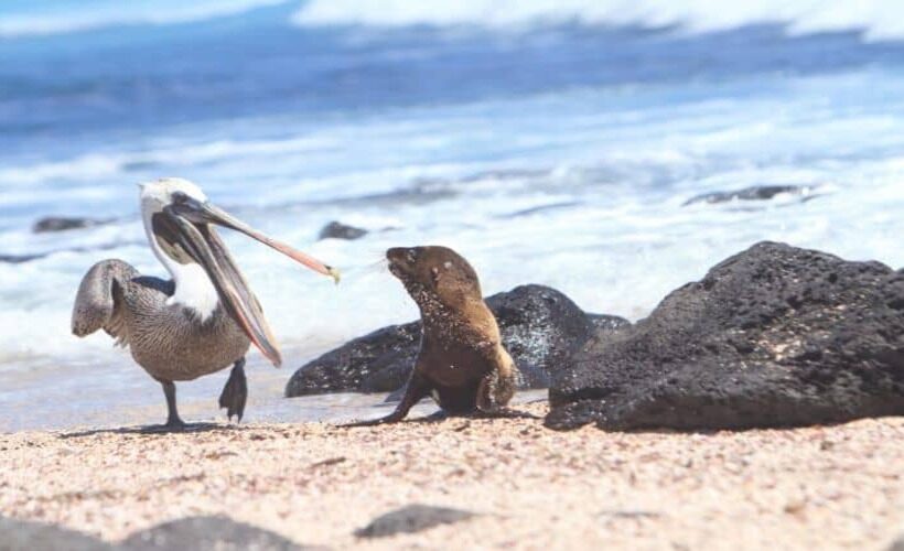 Tour di Santa Cruz e Isabela alle isole Galapagos