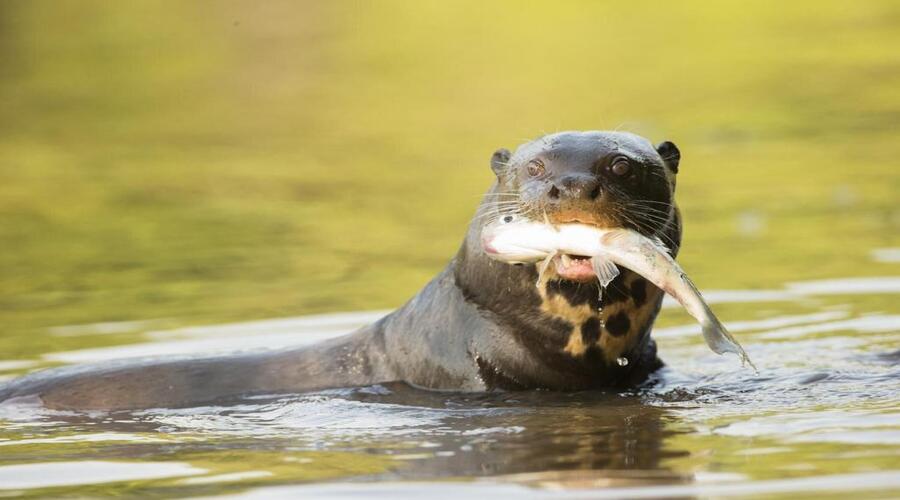 Lontra di fiume