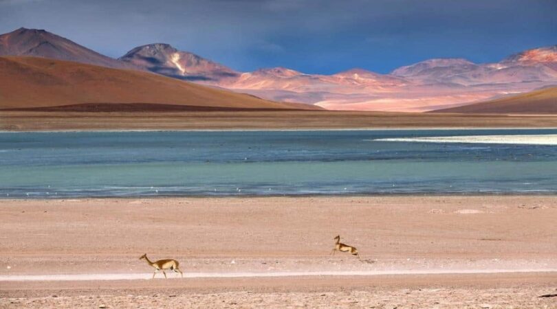 Laguna con vigogne, Sur Lipez, Bolivia