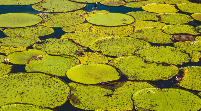 Vitoria-Regia-the-biggest-plant-of-Amazon-Leticia-Colombia