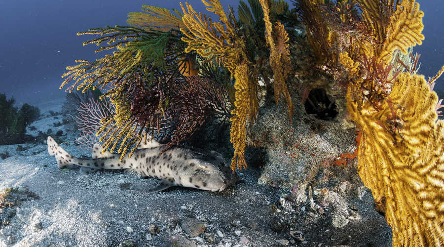 Walking-shark-resting-on-the-sand-amongst-soft-corals-at-the-bottom-of-a-volcanic-crater.-Galapagos-Islands