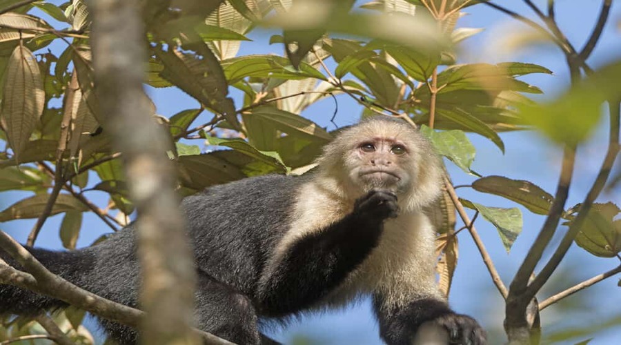 Viaggio organizzato Costa Rica : Tour di gruppo di 9 giorni