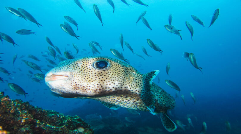 White spotted puffer arothron hispidus marine fish Galapagos Islands