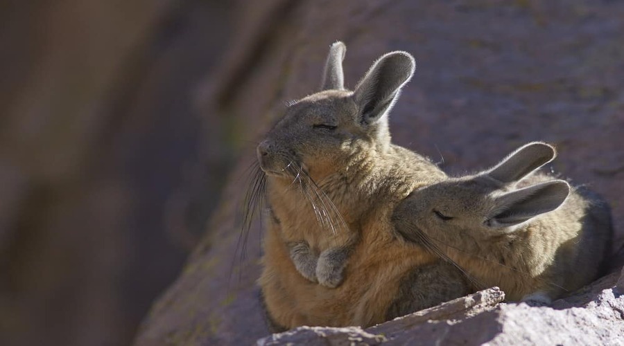 Viscacha