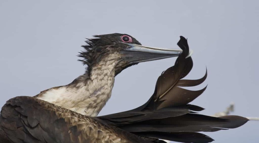 Tour di Santa Cruz e Isabela alle isole Galapagos