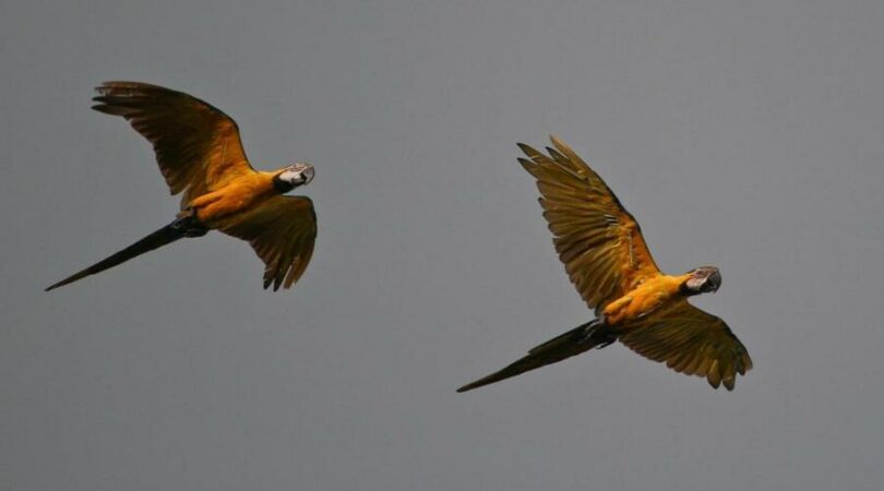 Pappagalli Ara in volo