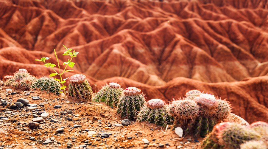 Cactus nel deserto di Tatacoa