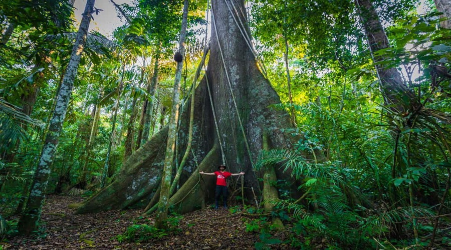 Ceiba gigante con turista