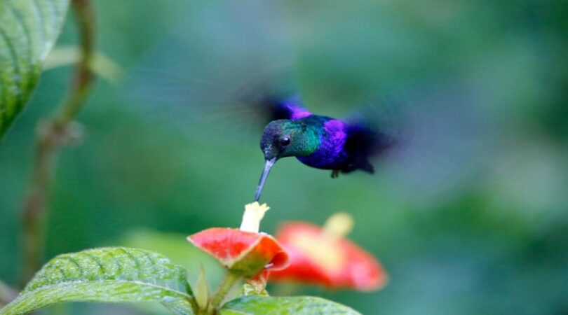 colibri