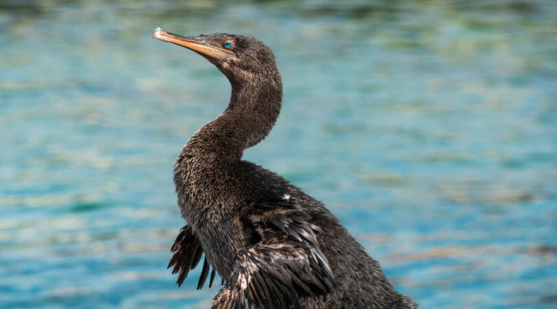 Cormorano attero