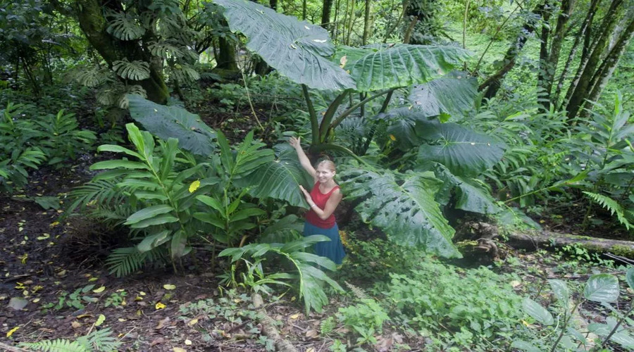 Tour parco nazionale Manuel Antonio, Arenal e Monteverde