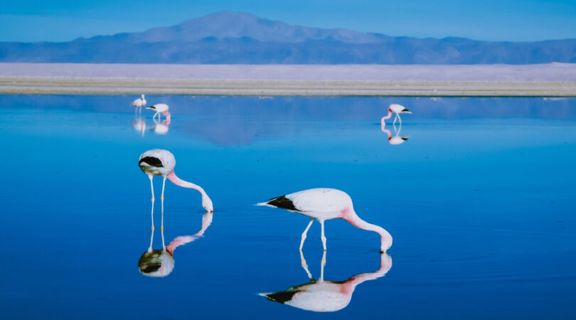 Fenicotteri, Salar de Atacama